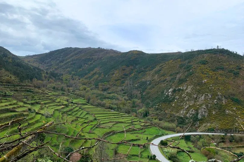 eine Straße führt durch die gestuften grünen Felder in Portugal.