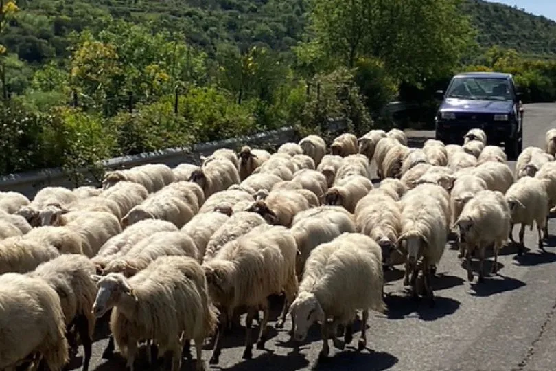Schafherde in Sizilien läuft auf der Straße vor einem Auto.