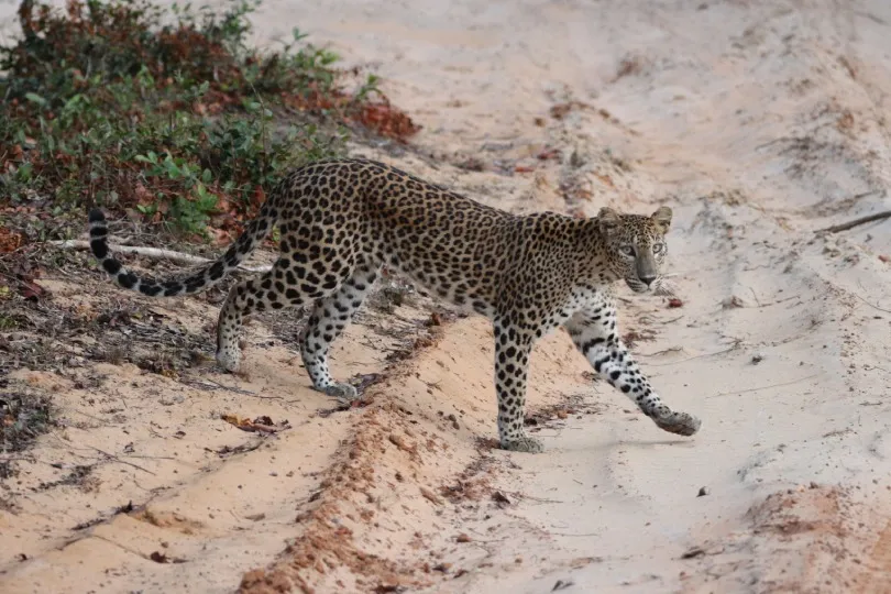 Leopard überquert einen Pfad im Wilpattu National Park in Sri Lanka.