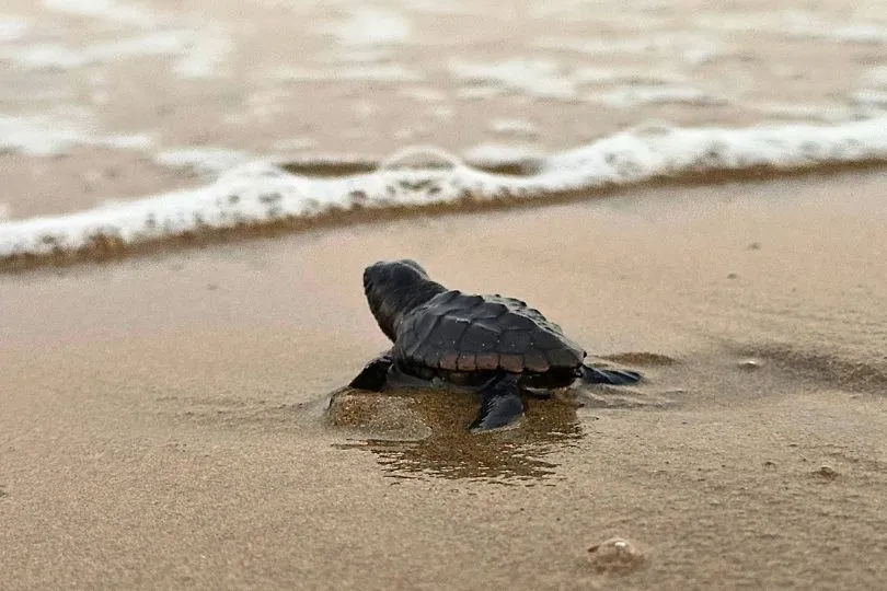 Baby Meeresschildkröte kurz bevor sie das Wasser des Meeres erreicht.