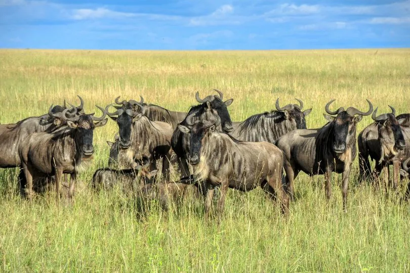 Gnus in Tansania stehen auf einer endlosen Wiese.