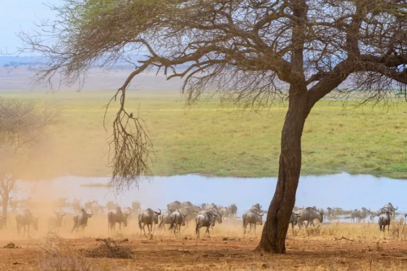 Eine Gnuherde in der Serengeti in Tansanias nähert sich einer Wasserstelle zum Trinken.