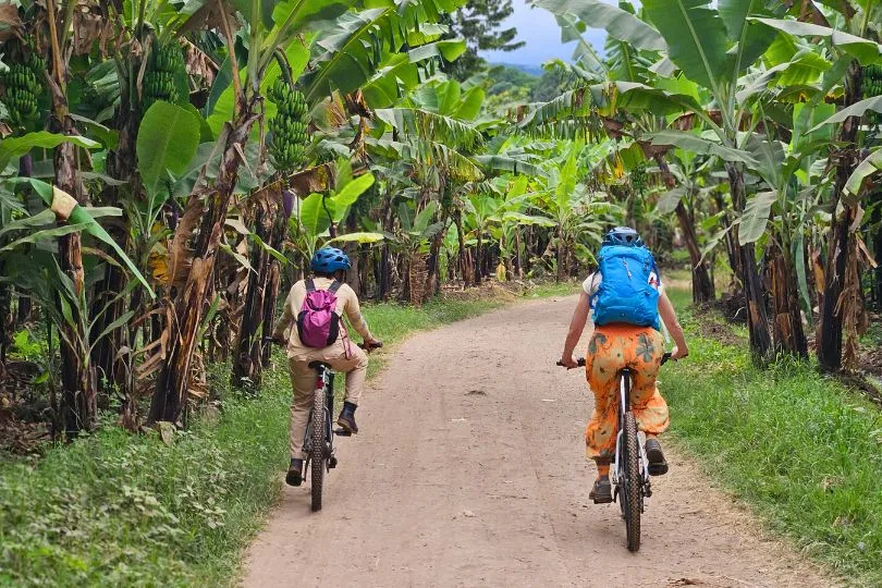 Tourist und Einheimischer fahren nebeneinander mit dem Mountainbike durch eine Bananenplantage in Tansania.
