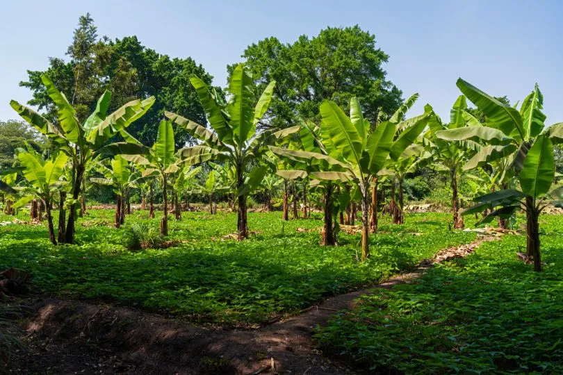 Bananenbäume stehen in einer Bananenplantage in Tansania.