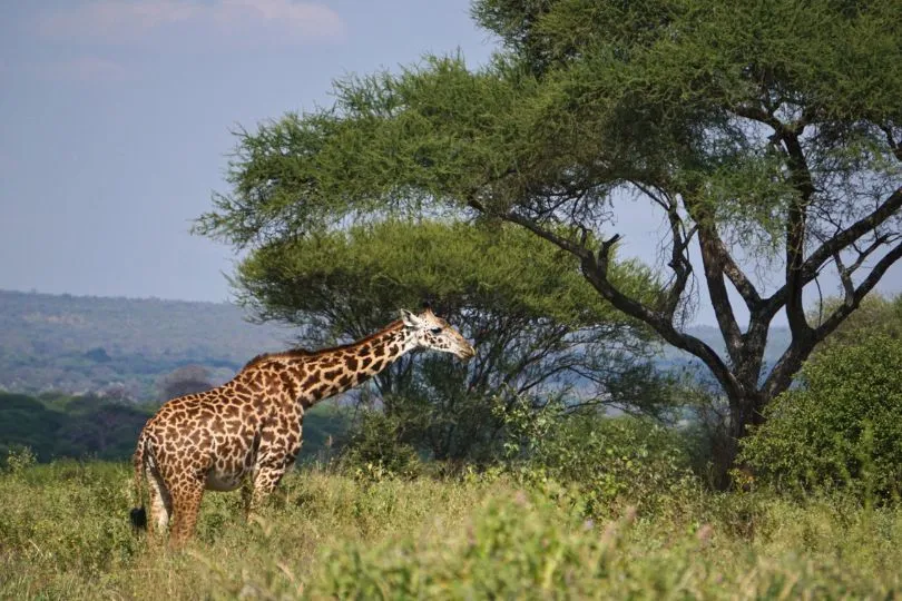 Giraffe in der Steppe Tansanias nähert sich einem Baum, um zu fressen.