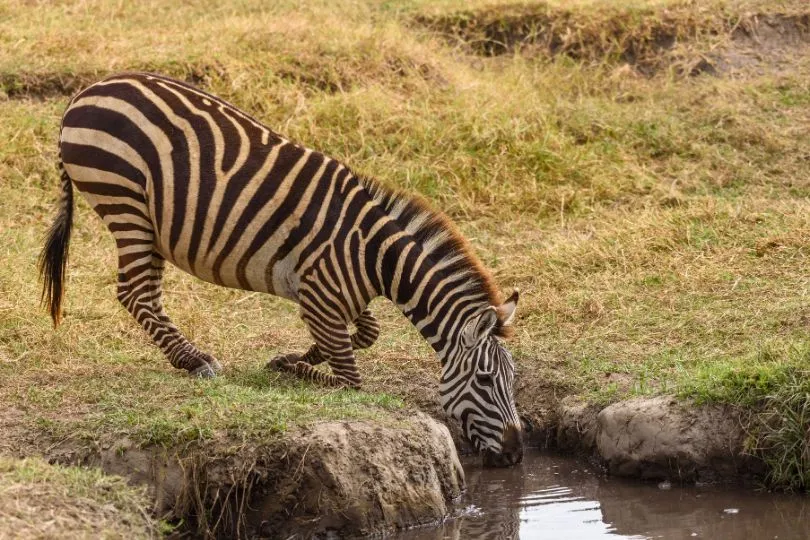 Zebra in der Serengeti in Tansania beugt sich zu einer Wasserstelle und trinkt.