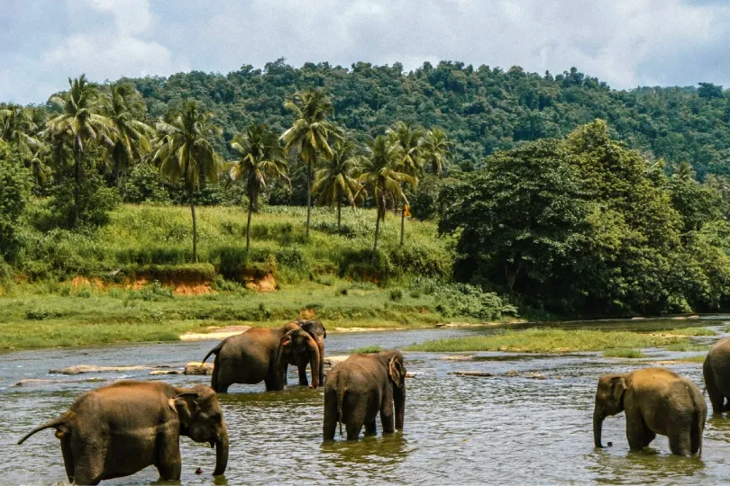 Elefanten bei der Flussüberquerung im tropischen Yala National Park auf Sri Lanka.
