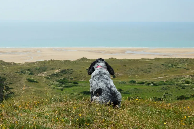 Hund genießt den Ausblick über die Dünen von Hatainville, Barneville-Carteret in Frankreich.