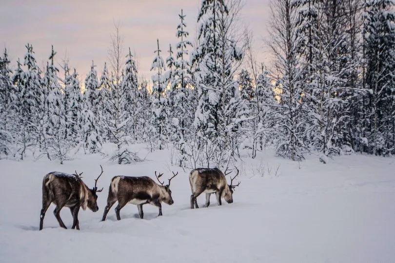 Drei Rentiere stapfen durch den Schnee auf einer Waldlichtung in Schweden.