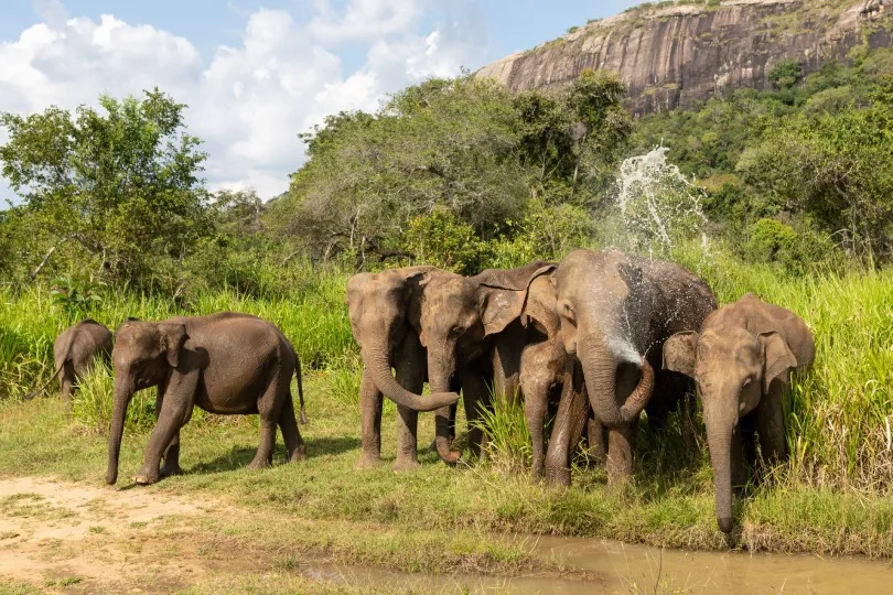 Eine Herde asiatischer Elefanten steht an einer kleinen Wasserstelle im Udawalawe-Nationalpark in Sri Lanka.
