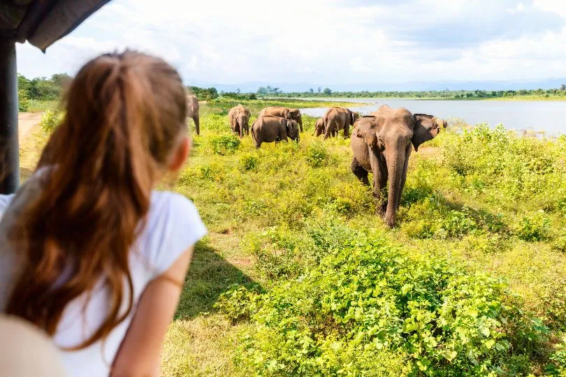 Sri Lanka mit Kindern - Safari.