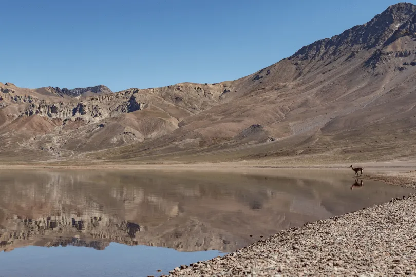 Ein ruhiger Bergsee liegt in einer kargen, braunen Hochgebirgslandschaft. Die umliegenden Berghänge spiegeln sich im klaren Wasser, während am rechten Ufer ein einzelnes Guanako oder Lama steht.