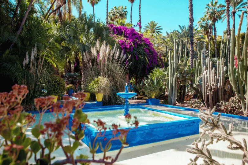 Blick auf den Jardin Majorelle in Marrakesch, Marokko. Ein leuchtend blaues Wasserbecken mit kleinem Springbrunnen ist von hohen Palmen, exotischen Kakteen, üppigen grünen Pflanzen und violett blühenden Bougainvilleen umgeben. Die kräftigen Farben und das Sonnenlicht verleihen dem Garten eine tropische Atmosphäre.