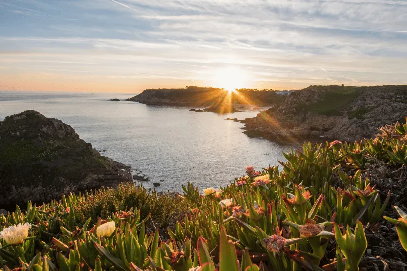 Sonnenuntergang über einer felsigen Meeresbucht, umgeben von üppigen Küstenpflanzen und blühender Vegetation im Vordergrund.