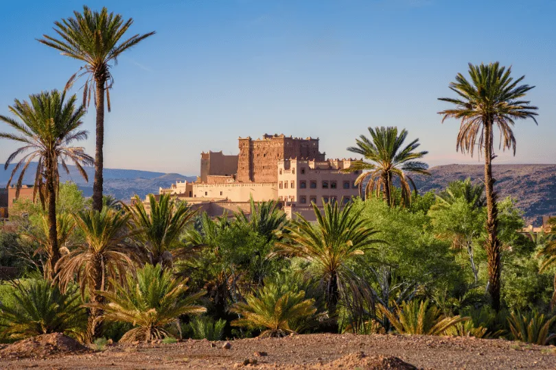 Blick auf die grüne Palmenoase Skoura in Marokko. Zahlreiche Dattelpalmen und üppige Vegetation umgeben eine imposante Kasbah aus rötlichem Lehm. Im Hintergrund erstreckt sich eine karge Hügellandschaft unter einem klaren blauen Himmel.