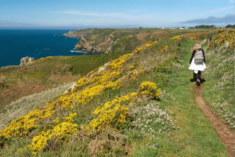 Wanderin auf einem Küstenweg auf Guernsey, umgeben von gelb blühendem Ginster und mit Blick auf die felsige Küste und das Meer.