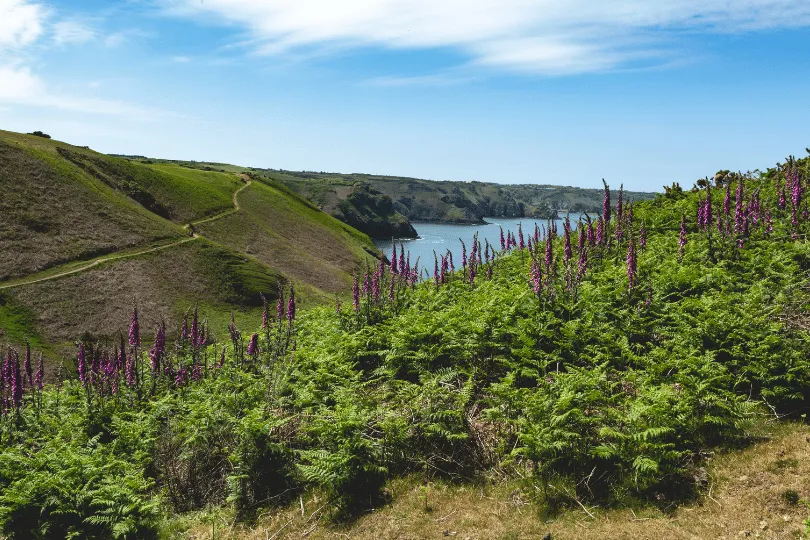 Grüne Küstenlandschaft mit Farnen und violett blühenden Pflanzen, sanften Hügeln und einer geschützten Meeresbucht unter blauem Himmel.