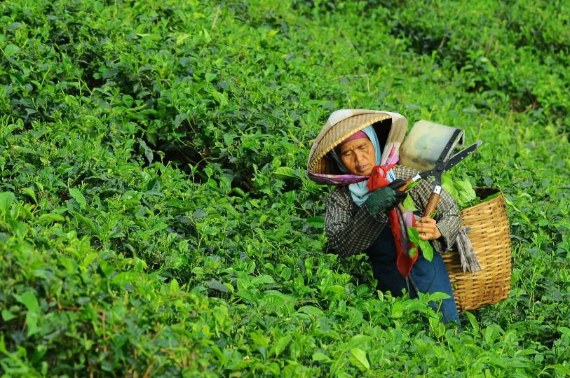 Bei dem Besuch einer Teeplantage lernen Sie die Arbeiter kennen und erfahren alles über die Ernte