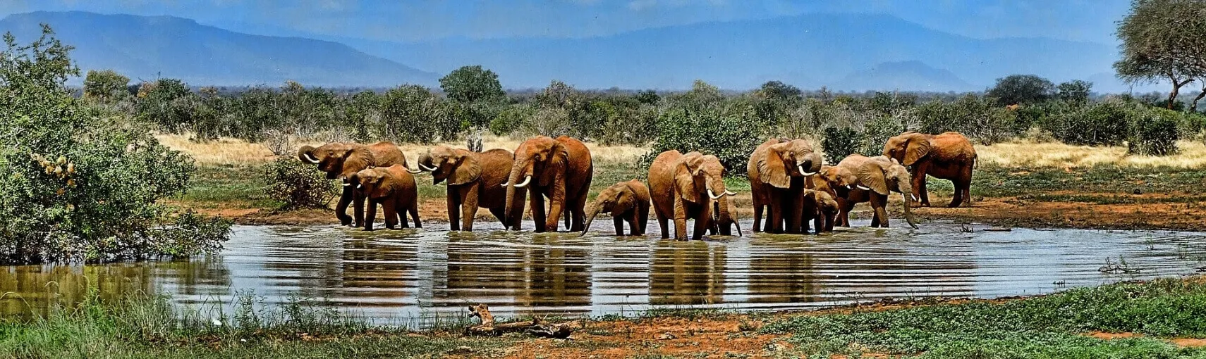 Elefanten am Wasserloch in Südafrika