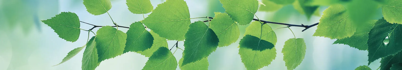 Grüne Blätter wehen im Sonnenlicht