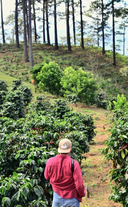 Ein Mann steht auf einer Kaffeefarm in Peru