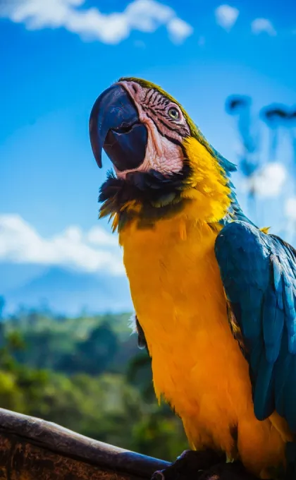 Entdecken Sie Papageien im kolumbianischen Amazonas