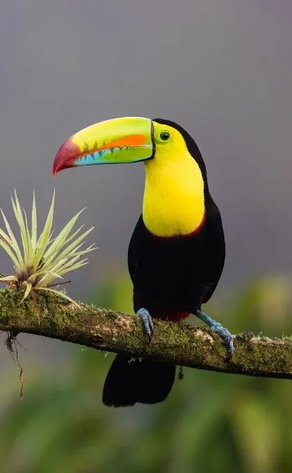 Costa Rica: Ist das bunte Land sicher? 