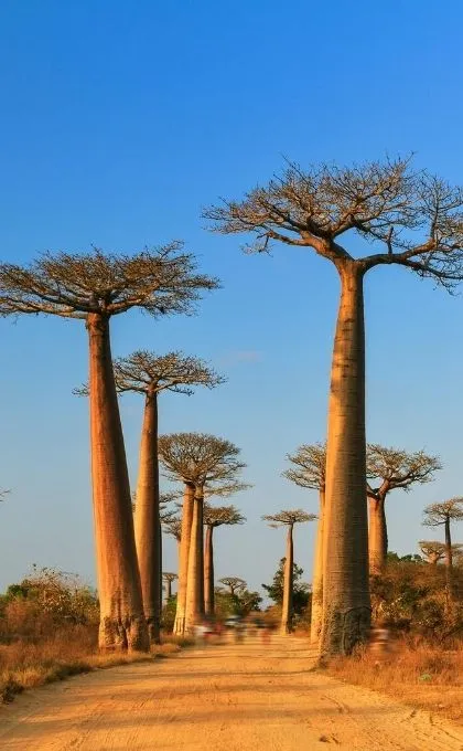 Tolle Natur im Familienurlaub auf Madagaskar