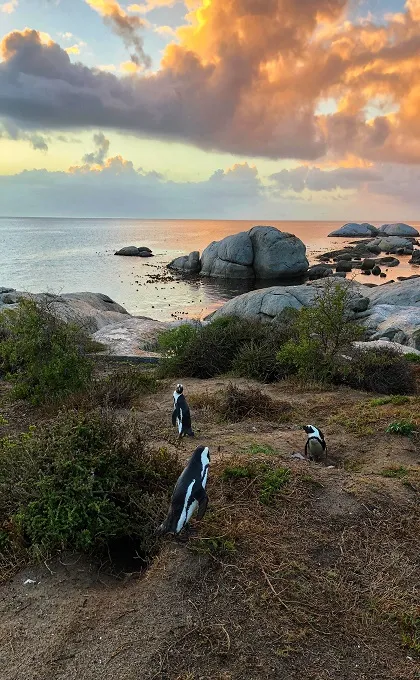 Pinguine am Strand von Südafrika