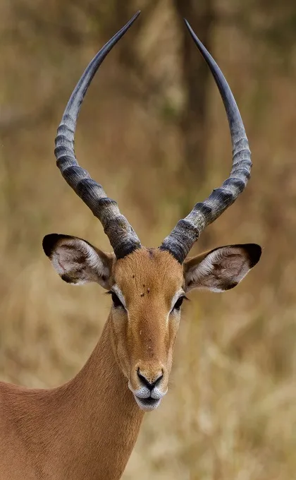 Eine Antilope im Nationalpark in Tansania