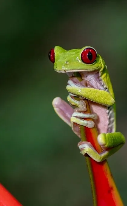 Nationalparks Costa Rica