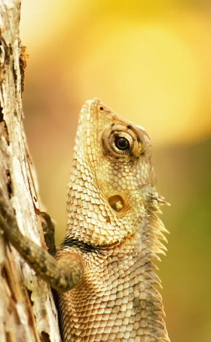 Ein gecko klettert an einem Baum in Sri Lanka hoch