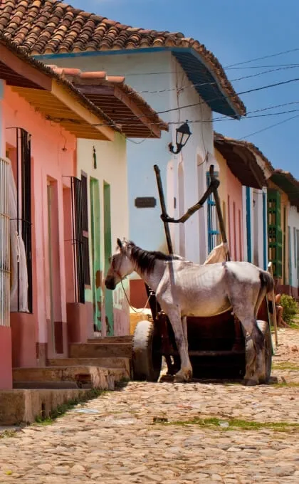 Weißes Pferd vor einem bunten Haus