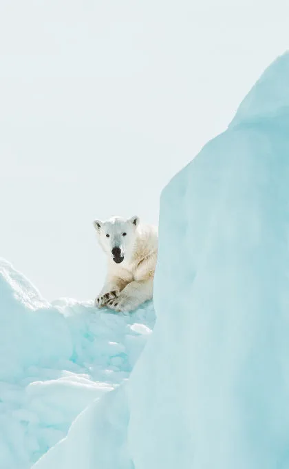 Ein Eisbär in der Arktis