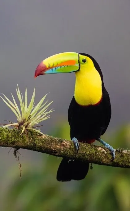 Ein Pelikan in Costa Rica