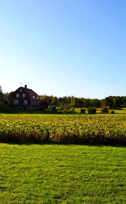 Sommer in Finnland