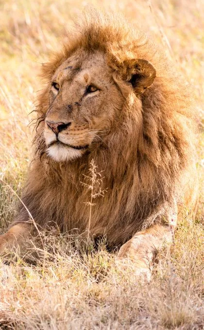 Wo möchtest du auf Safari gehen und wilde Tiere sehen? 