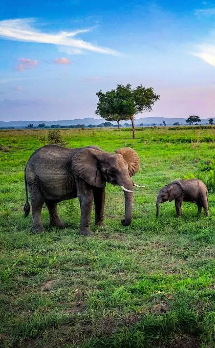 Tansania Safari