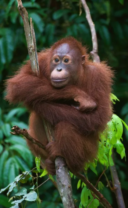Indonesien Affe