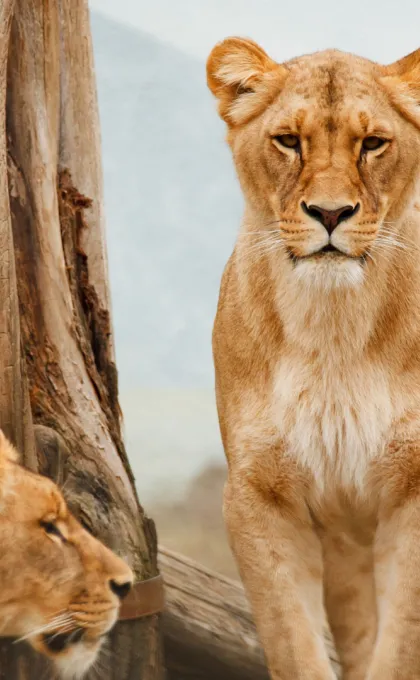 Wo Safari machen Loewe.