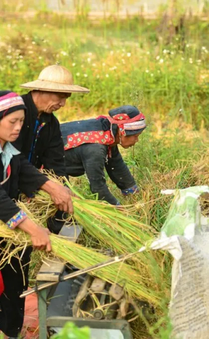 Locals auf der Farm, Vietnam.