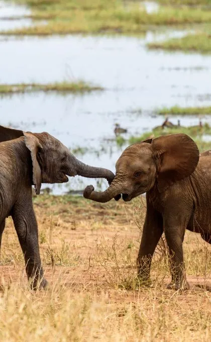 Elefantenbabys in der Savanne