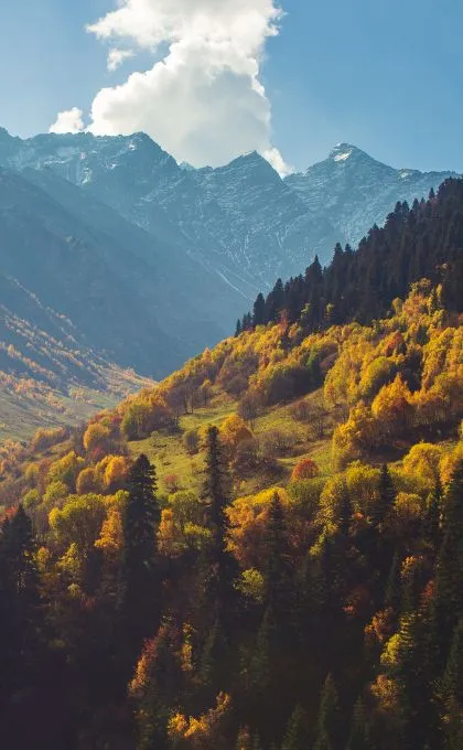 Wald und Berge in Georgien