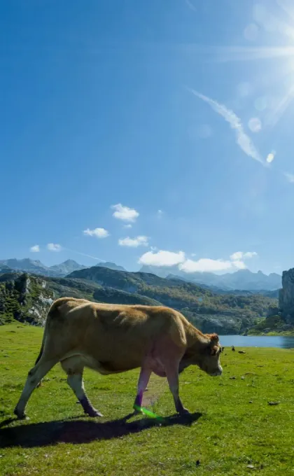 Kuh auf einer grünen Bergwiese vor einem See und felsigen Bergen im Nationalpark Picos de Europa in Nordspanien unter blauem Himmel.