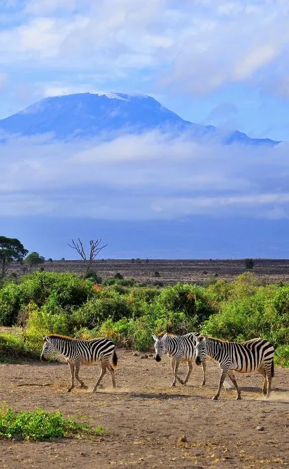 Zebras in der Steppe 