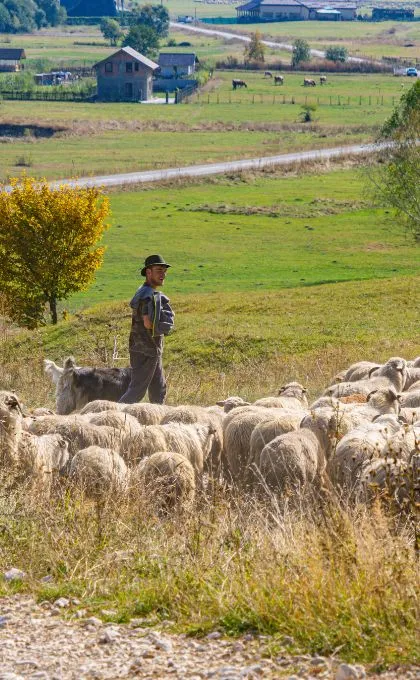 Zwei Schäfer in Rumänien hüten ihre Schafherde auf dem Land