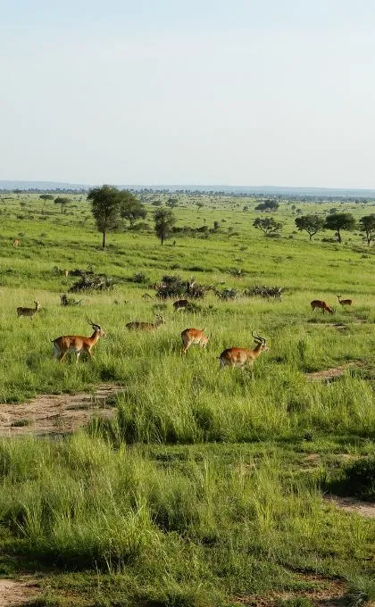 Antilopen in Uganda laufen durch die weite, grüne Steppenlandschaft.
