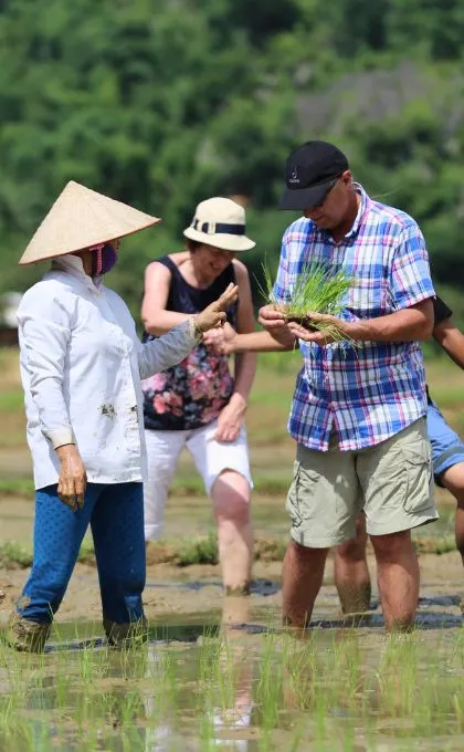 Zwei Reisende auf einem Reisfeld in Vietnam schauen sich mit einer Vietnamesin die Reispflanze an.