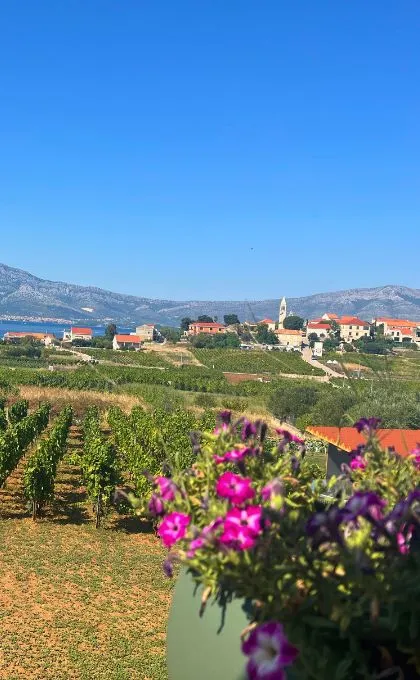 Weinreben mit Häuschen mit roten Dächern in Kroatien.