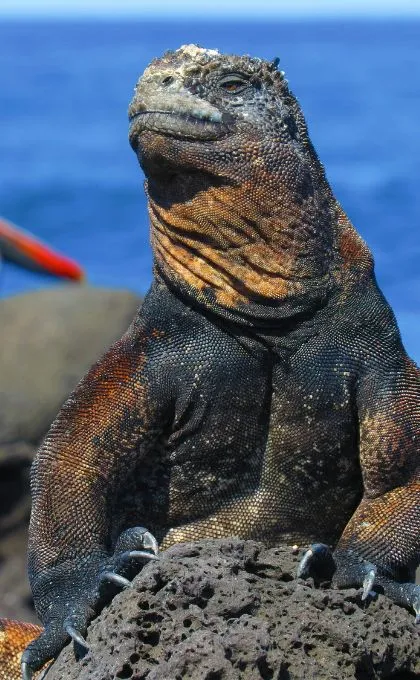 Beste Reisezeit Galapagos Inseln.